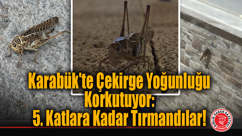 Karabük’te Çekirge Yoğunluğu Korkutuyor: 5. Katlara Kadar Tırmandılar!