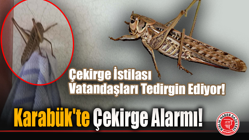 Karabük’te Çekirge Alarmı!