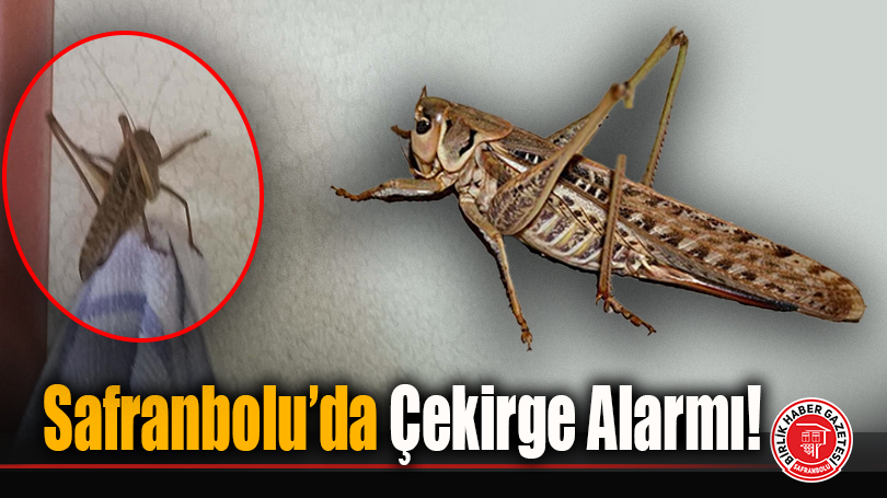 Safranbolu’da Çekirge Alarmı!