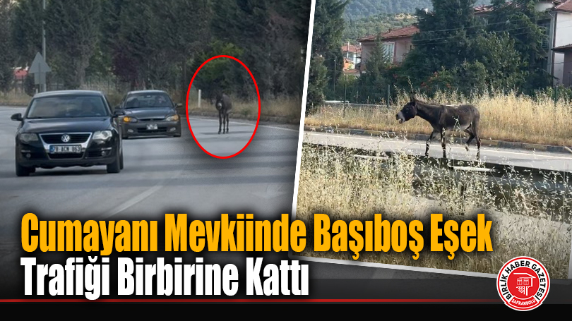 Cumayanı Mevkiinde Başıboş Eşek Trafiği Birbirine Kattı