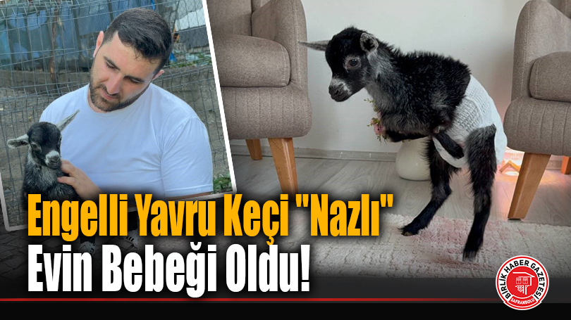 Engelli Yavru Keçi “Nazlı” Evin Bebeği Oldu!