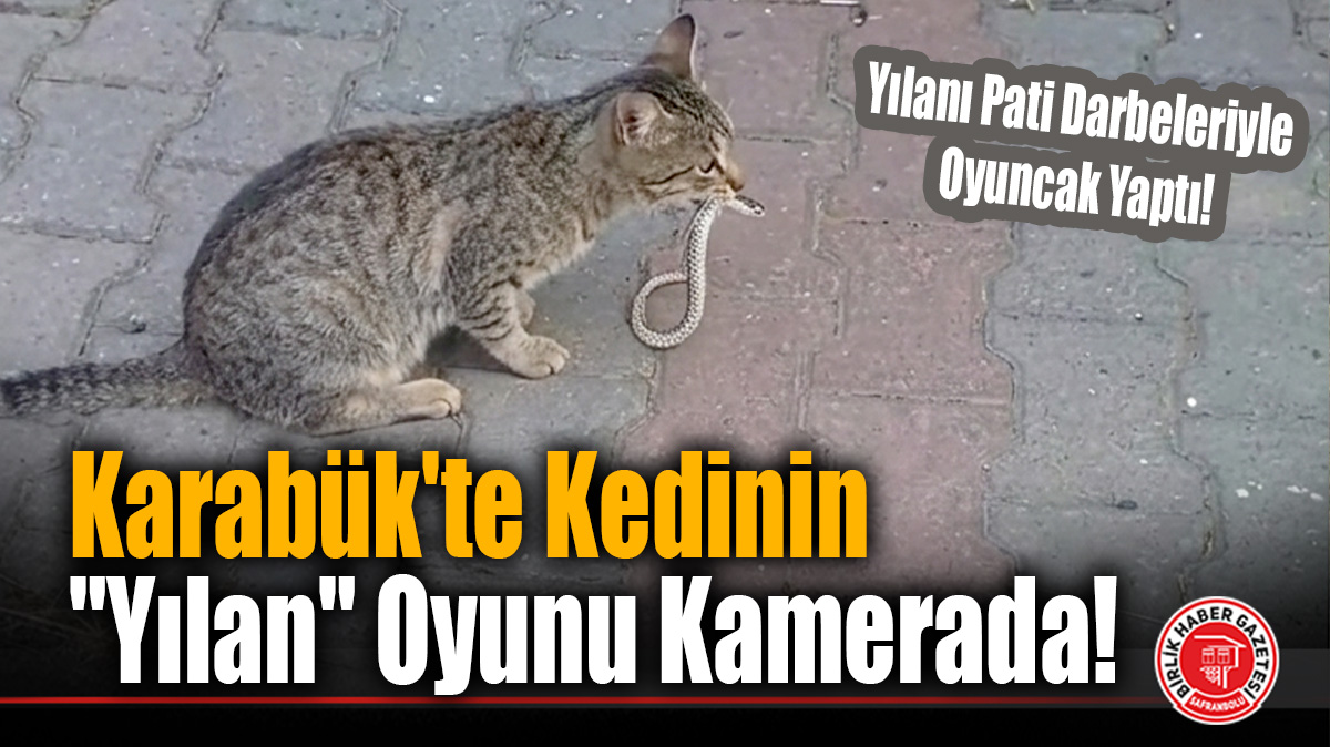 Karabük’te Kedinin “Yılan” Oyunu Kamerada!