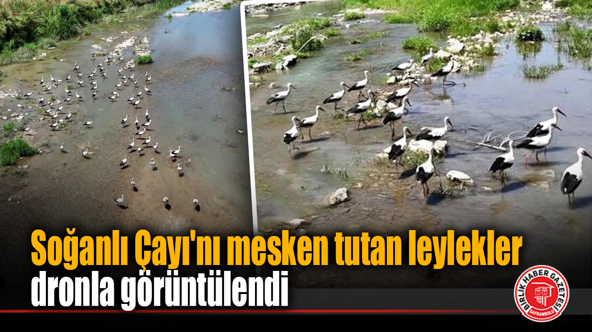Soğanlı Çayı’nı mesken tutan leylekler dronla görüntülendi