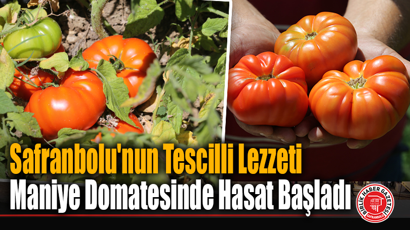 Safranbolu’nun Tescilli Lezzeti Maniye Domatesinde Hasat Başladı