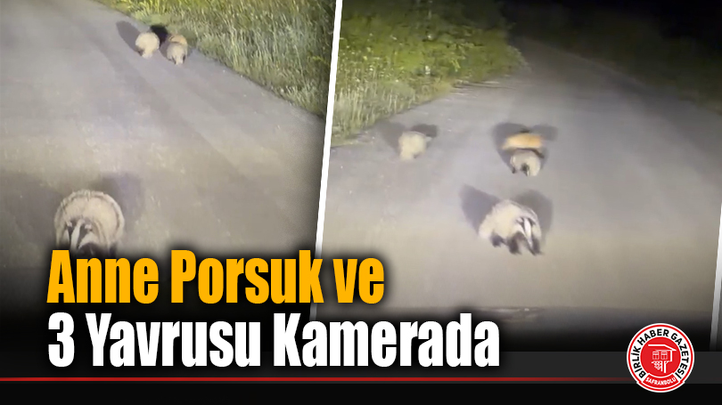 Anne Porsuk ve 3 Yavrusu Kamerada