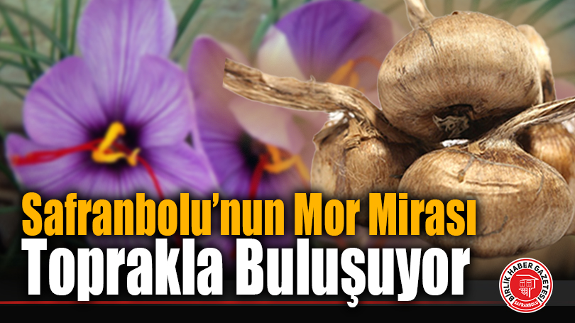 Safranbolu’nun Mor Mirası Toprakla Buluşuyor
