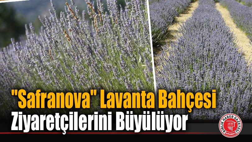 “Safranova” Lavanta Bahçesi Ziyaretçilerini Büyülüyor