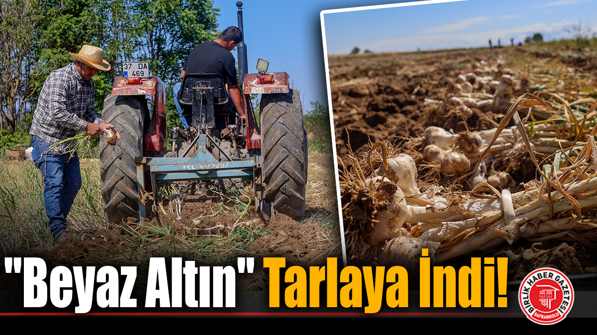 “Beyaz Altın” Tarlaya İndi!