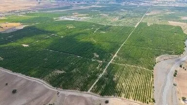 TARSİM’in desteğiyle ayakta kalan 5 bin dönümlük meyve bahçesinde hasat başladı