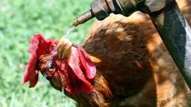 Fransa’da aşırı sıcak hava nedeniyle 6 bin ton kümes hayvanı telef oldu