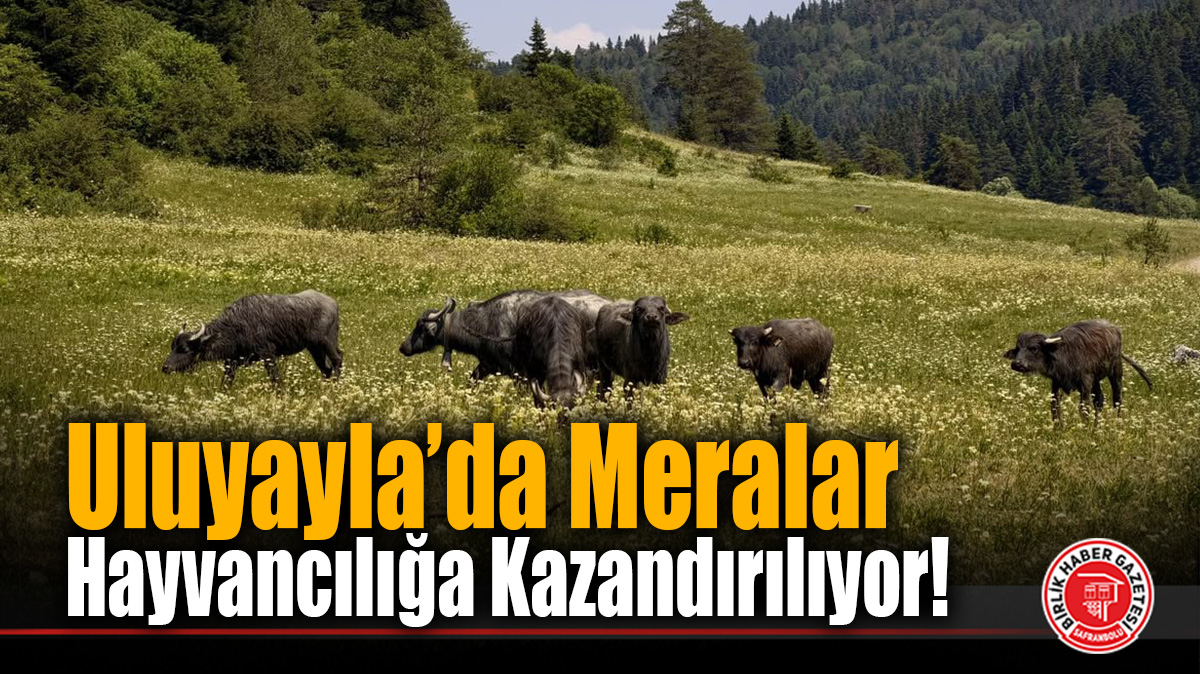 Uluyayla’da Meralar Hayvancılığa Kazandırılıyor!