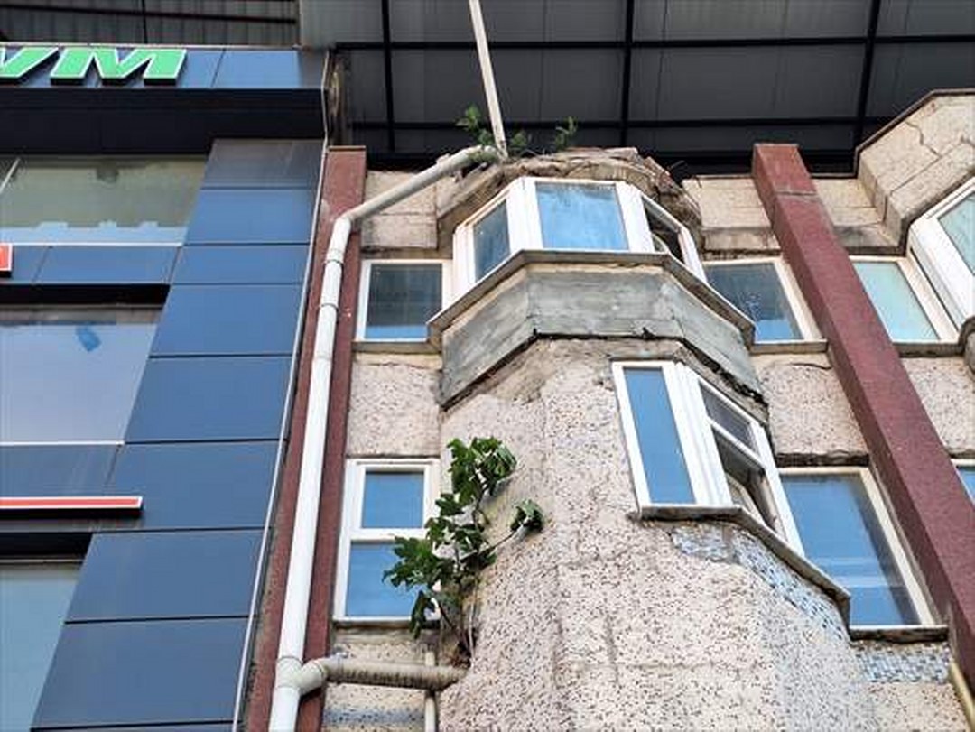 Zonguldak’ta bir binanın 4. katının duvarında yetişen incir ağacının boyu 2 metreye yaklaştı