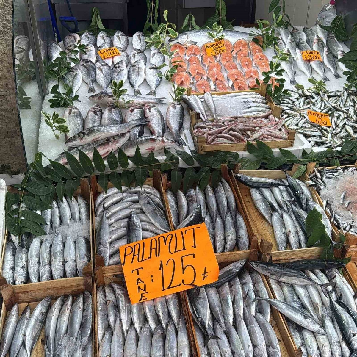Tezgahta Palamut bolluğu
