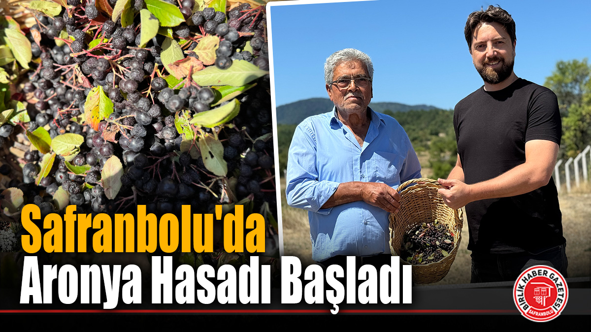 Safranbolu’da Aronya Hasadı Başladı