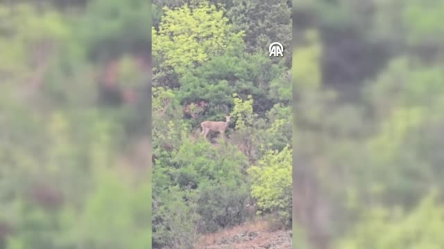 Bolu’da geyikler ve karaca cep telefonu kamerasında