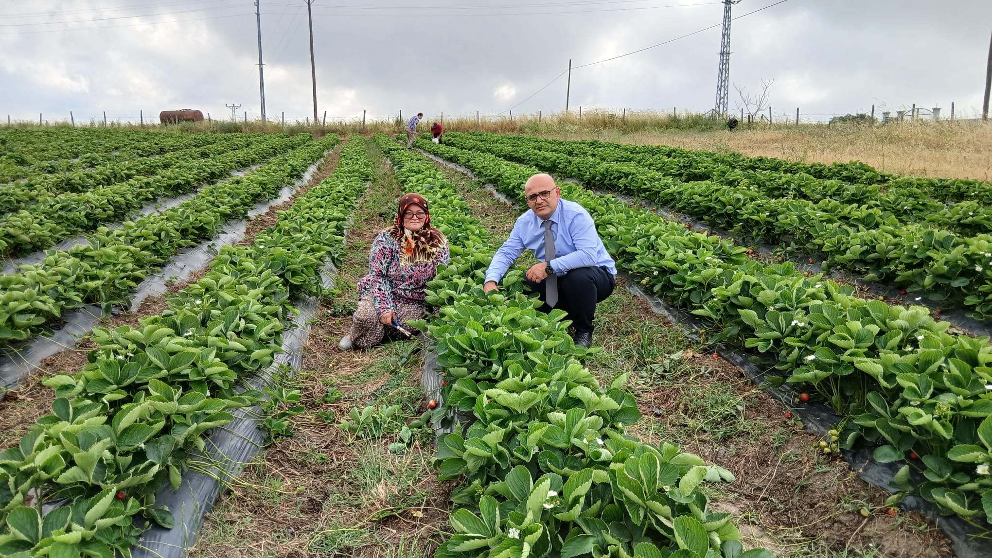 Engiz çileği üreticilerin gelirine katkı sağlıyor