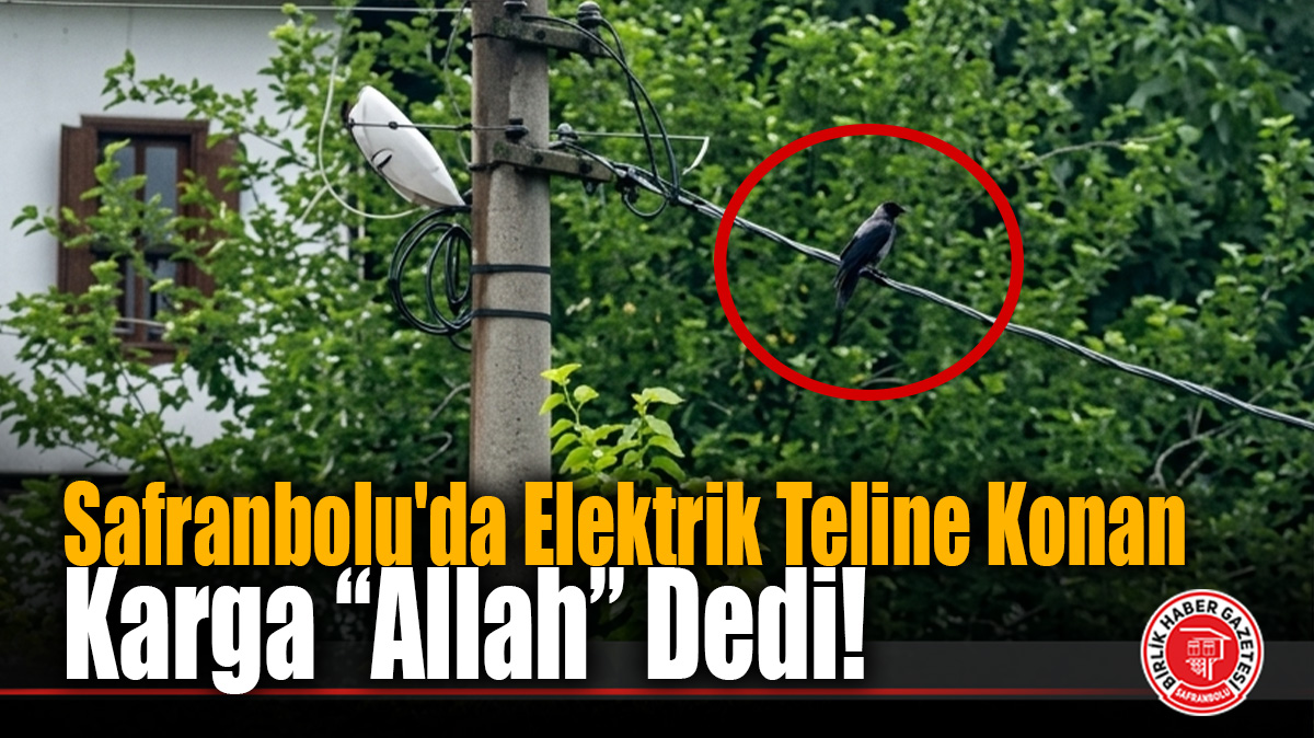 Elektrik Teline Konan Karga “Allah” Dedi!