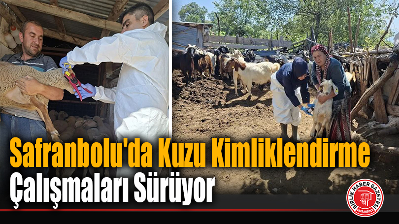 Safranbolu’da Kuzu Kimliklendirme Çalışmaları Sürüyor