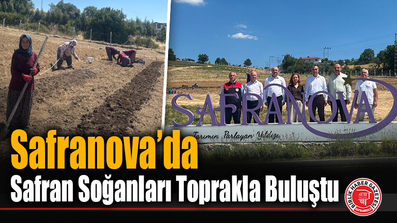 Safranova’da Safran Soğanları Toprakla Buluştu