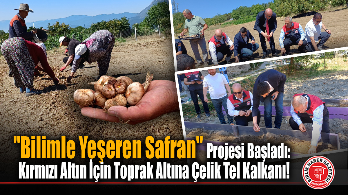 Safranbolu Safran Yetiştiriciliğinde Yeni Dönem: Kontrollü Koşullarda Bilimsel Üretim