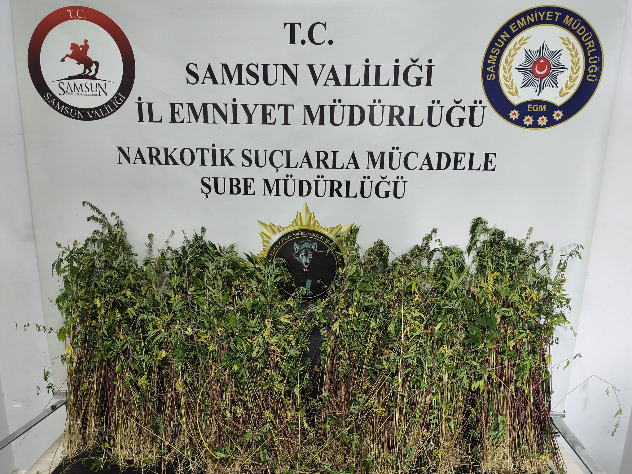 Samsun’da 1655 kök kenevir ele geçirildi