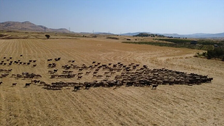 Besiciler küçükbaş hayvanlarını ağustos sıcağında gölette serinletiyor