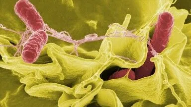 ABD’de jalapeno biberlerinden kaynaklandığı düşünülen salmonella salgını 27 eyalete yayıldı