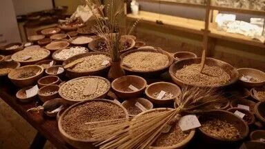 Geçmişten miras “ıza buğdayı” ekim alanı artırılarak geleceğe taşınıyor