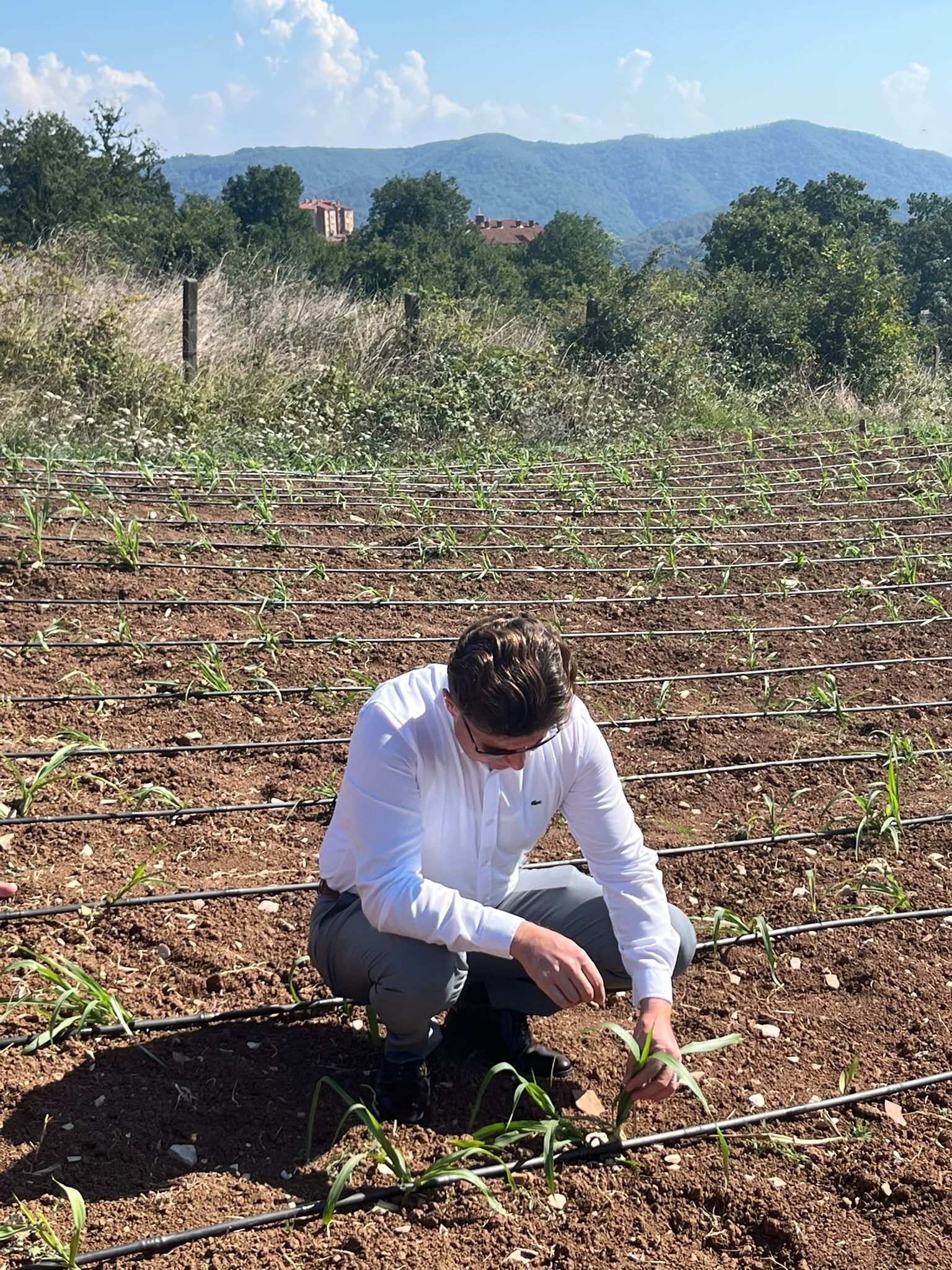 Zonguldak’ta maralfalfa yem bitkisi üretimine başlandı