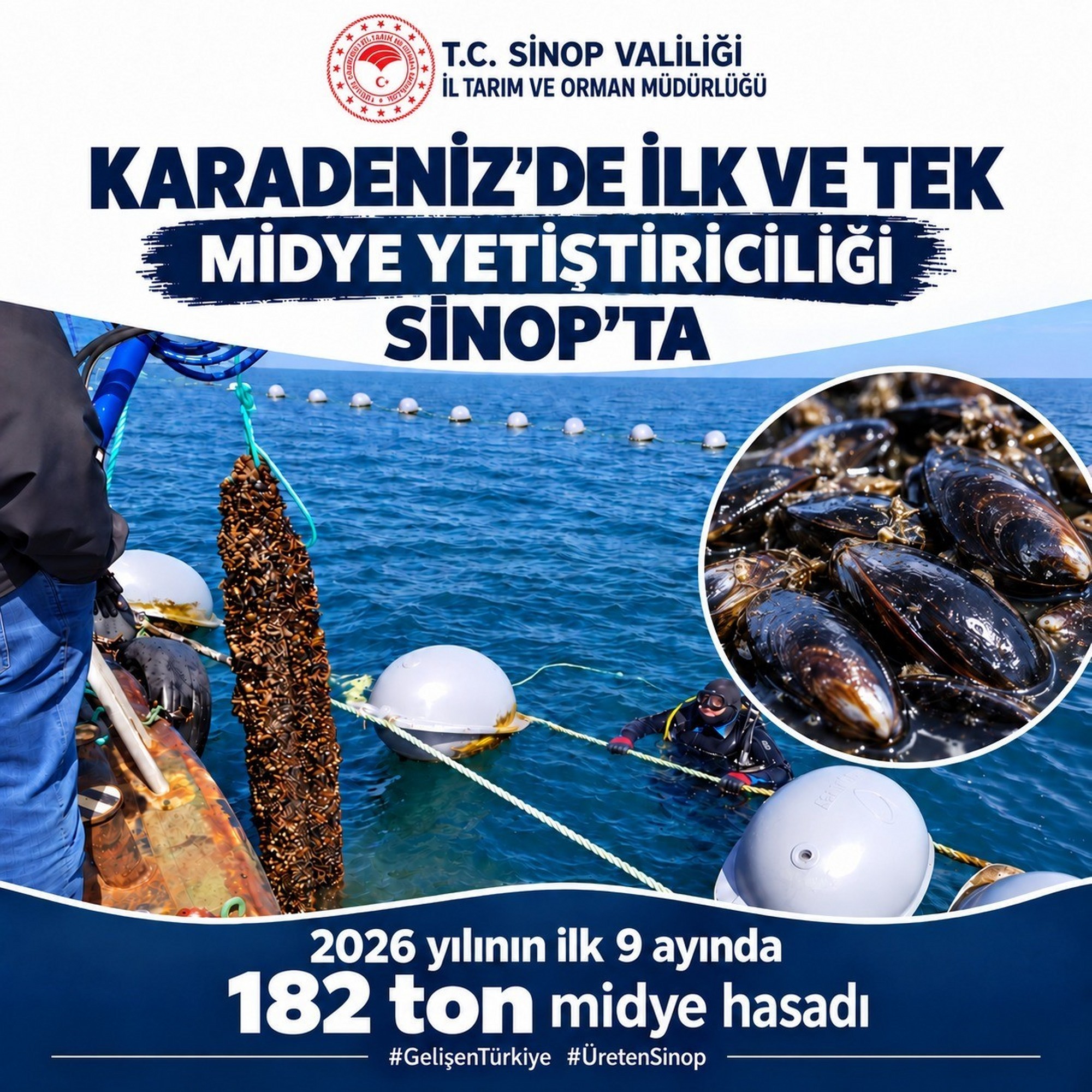 Sinop’ta 9 ayda 182 ton midye hasadı