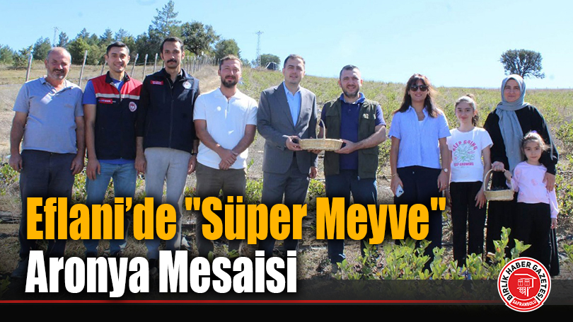 Eflani’de “Süper Meyve” Aronya Mesaisi