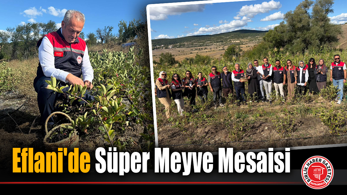 Eflani’de Süper Meyve Mesaisi
