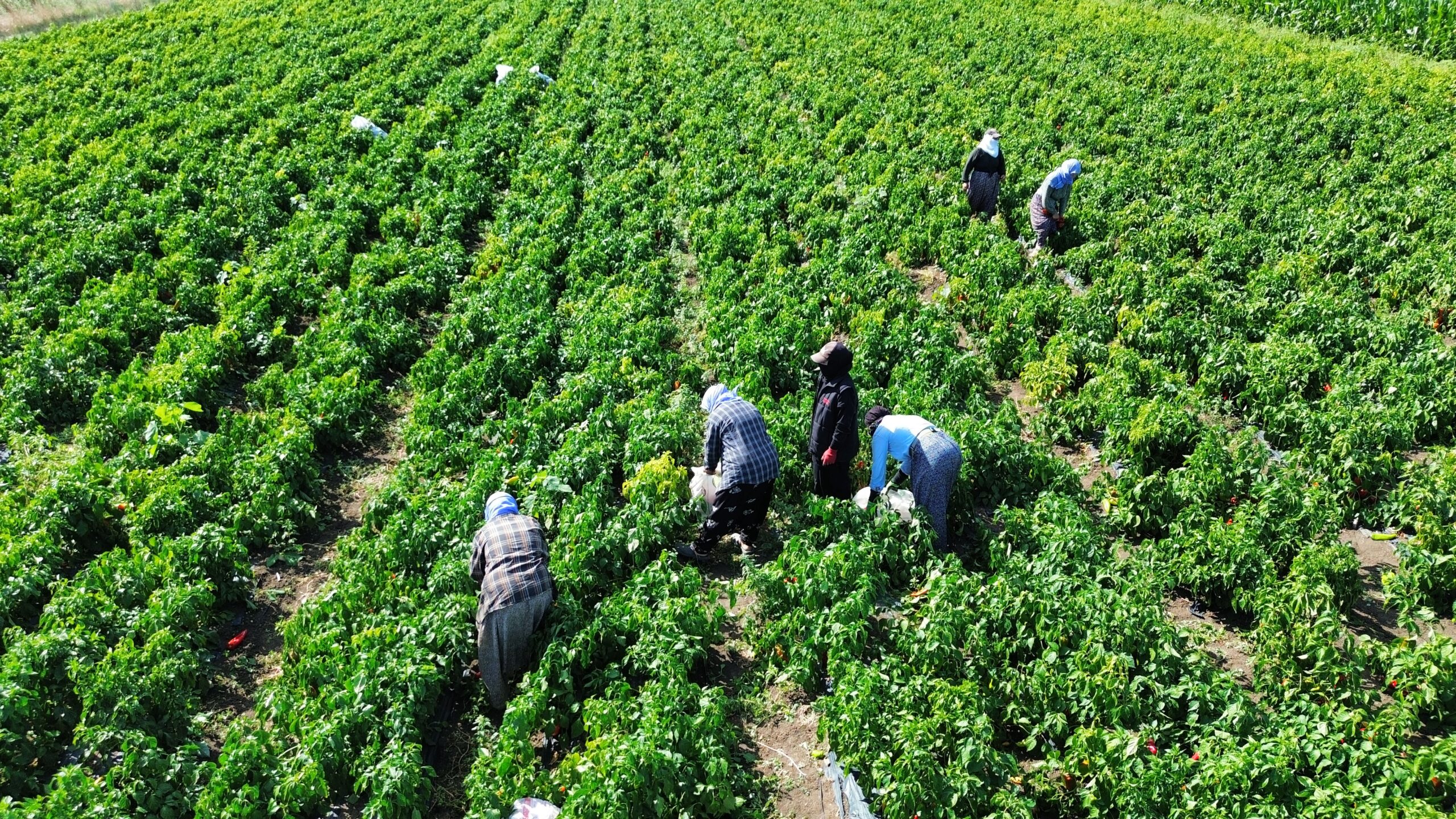 Bafra Ovası’nda kapya biber hasat etkinliği yapıldı