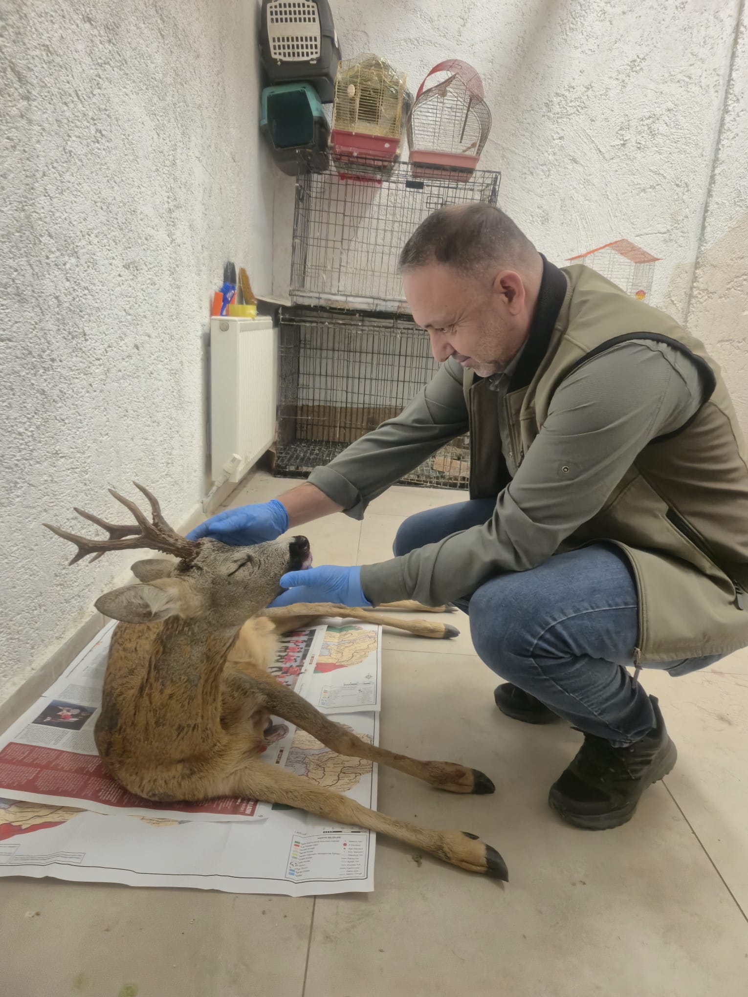 Bolu’da otomobilin çarptığı karaca tedaviye alındı