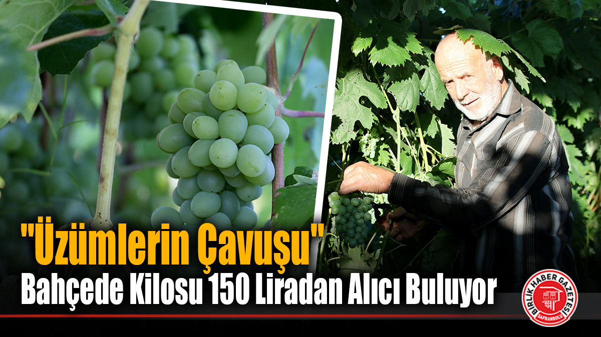 Safranbolu’da Coğrafi İşaretli Çavuş Üzümünde Hasat Mesaisi Başladı