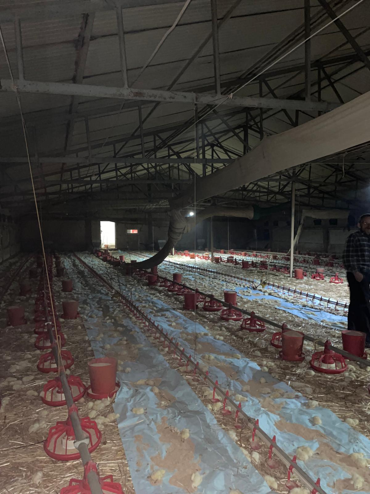 Göynük’te yanan kümeste 24 bin civciv öldü