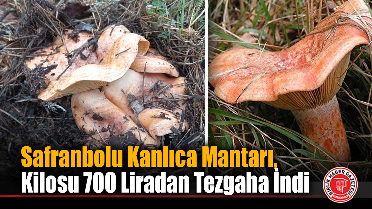 Safranbolu Kanlıca Mantarı, Kilosu 700 Liradan Tezgaha İndi