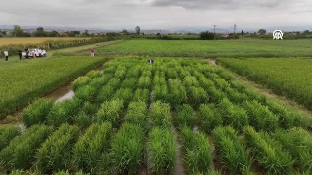 Karadeniz Tarımsal Araştırma Enstitüsü 44 yılda 7 çeltik çeşidini tescil ettirdi