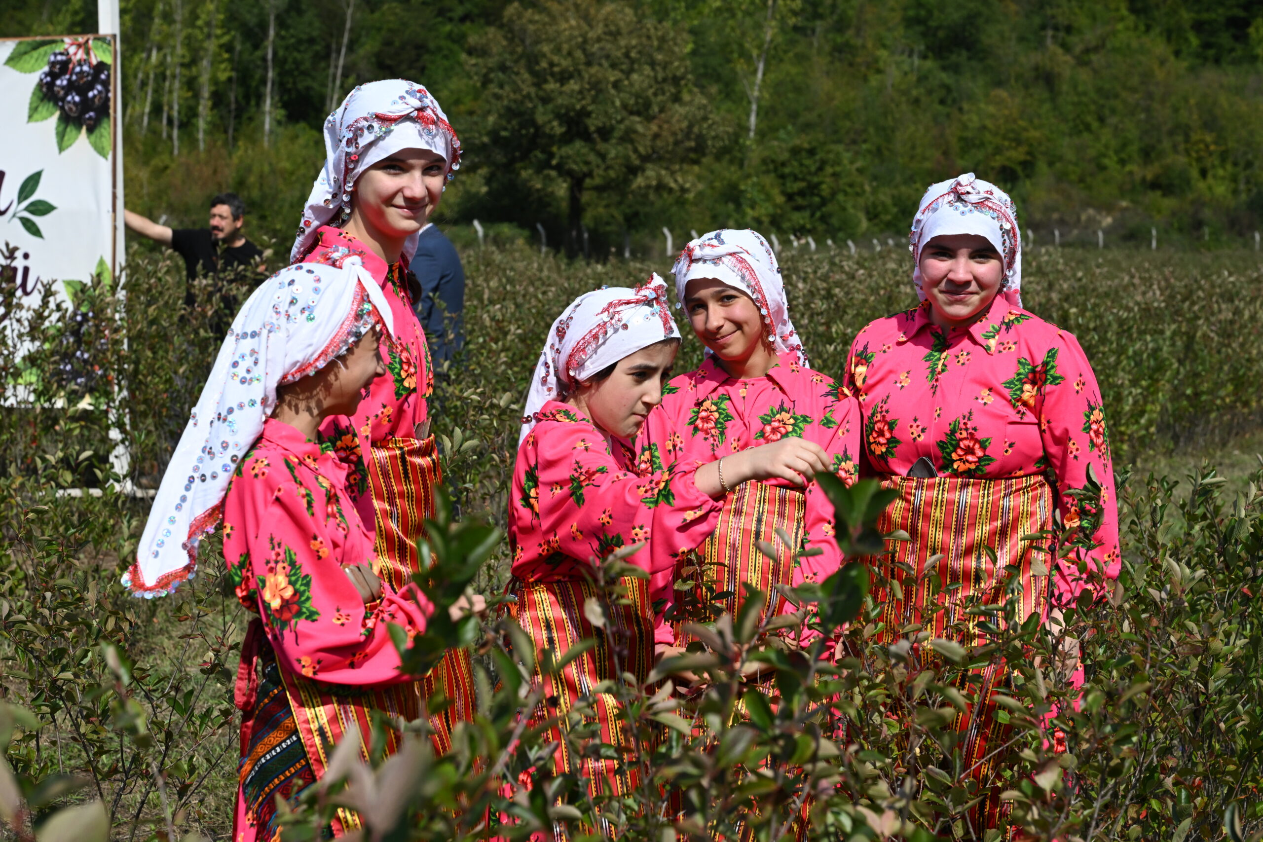 Kastamonu’da atıl araziler aronyayla bereketlendi