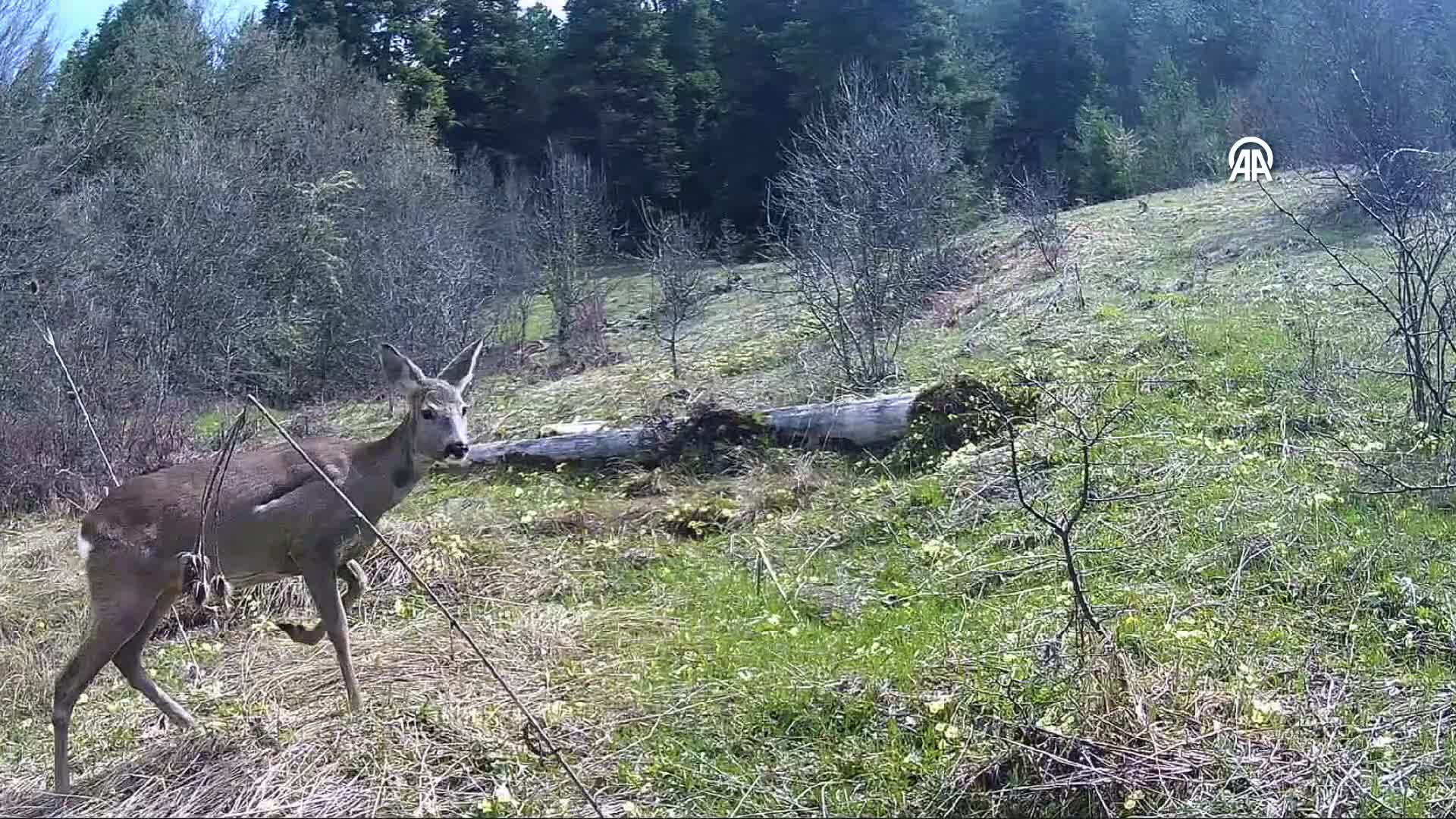 Kastamonu’da yaban hayatı fotokapanla görüntülendi