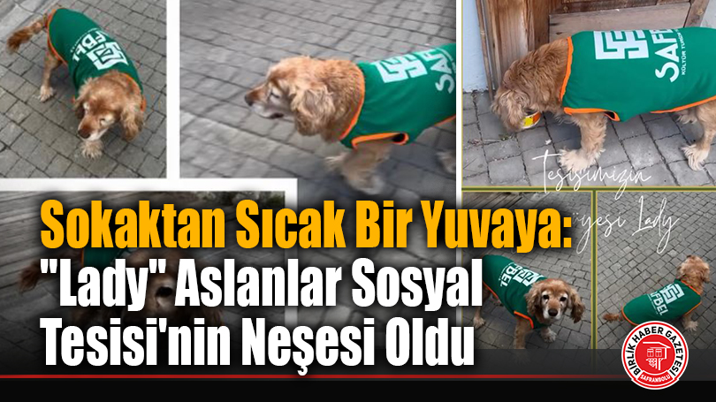 Sokaktan Sıcak Bir Yuvaya: “Lady” Aslanlar Sosyal Tesisi’nin Neşesi Oldu