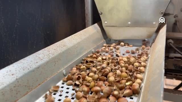 Kurutma işleminde “ideal oran” fındığın raf ömrünü uzatıyor