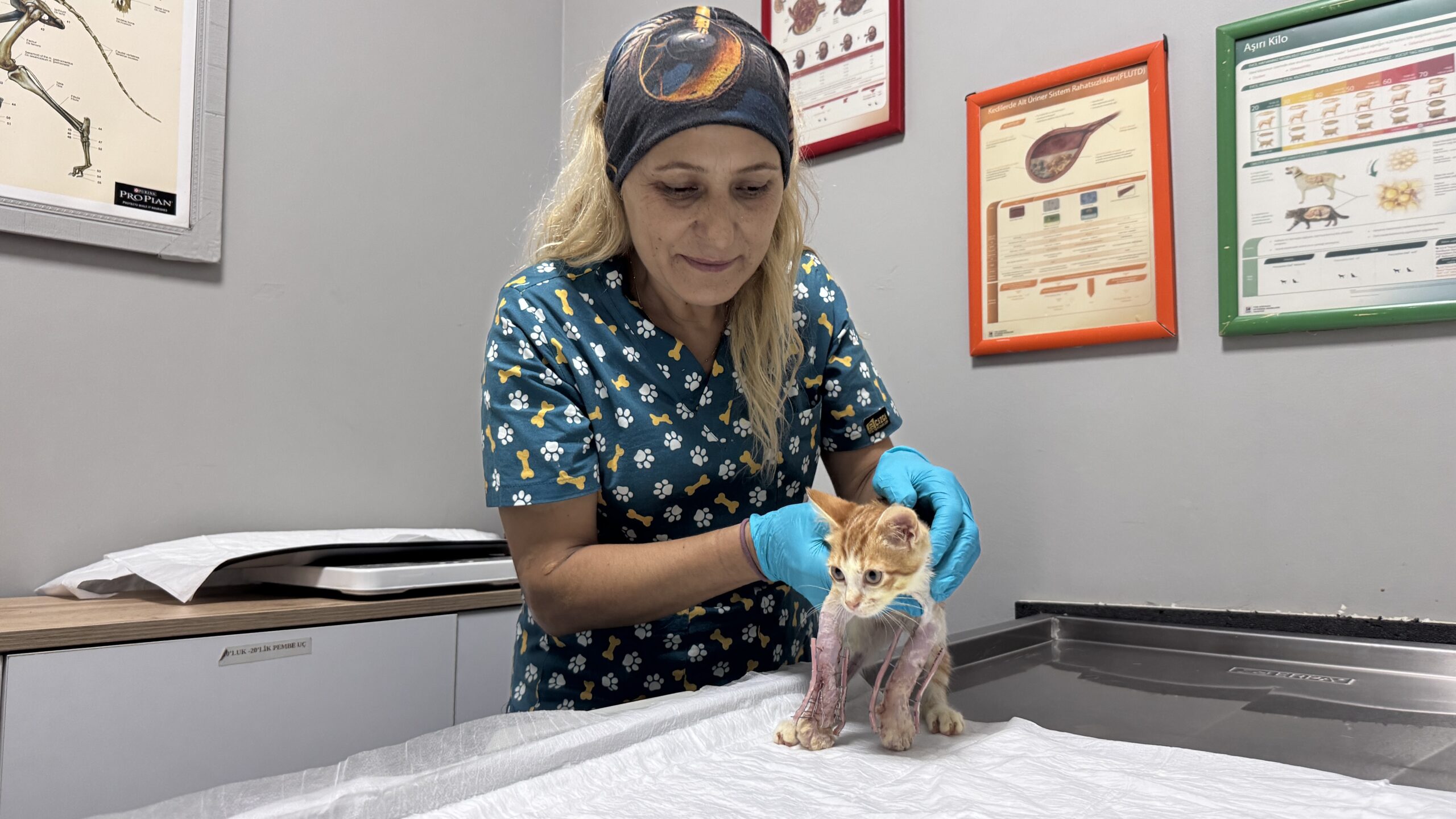 Omurgasında kırık bulunan sahipsiz kedi ameliyatla hayata tutundu