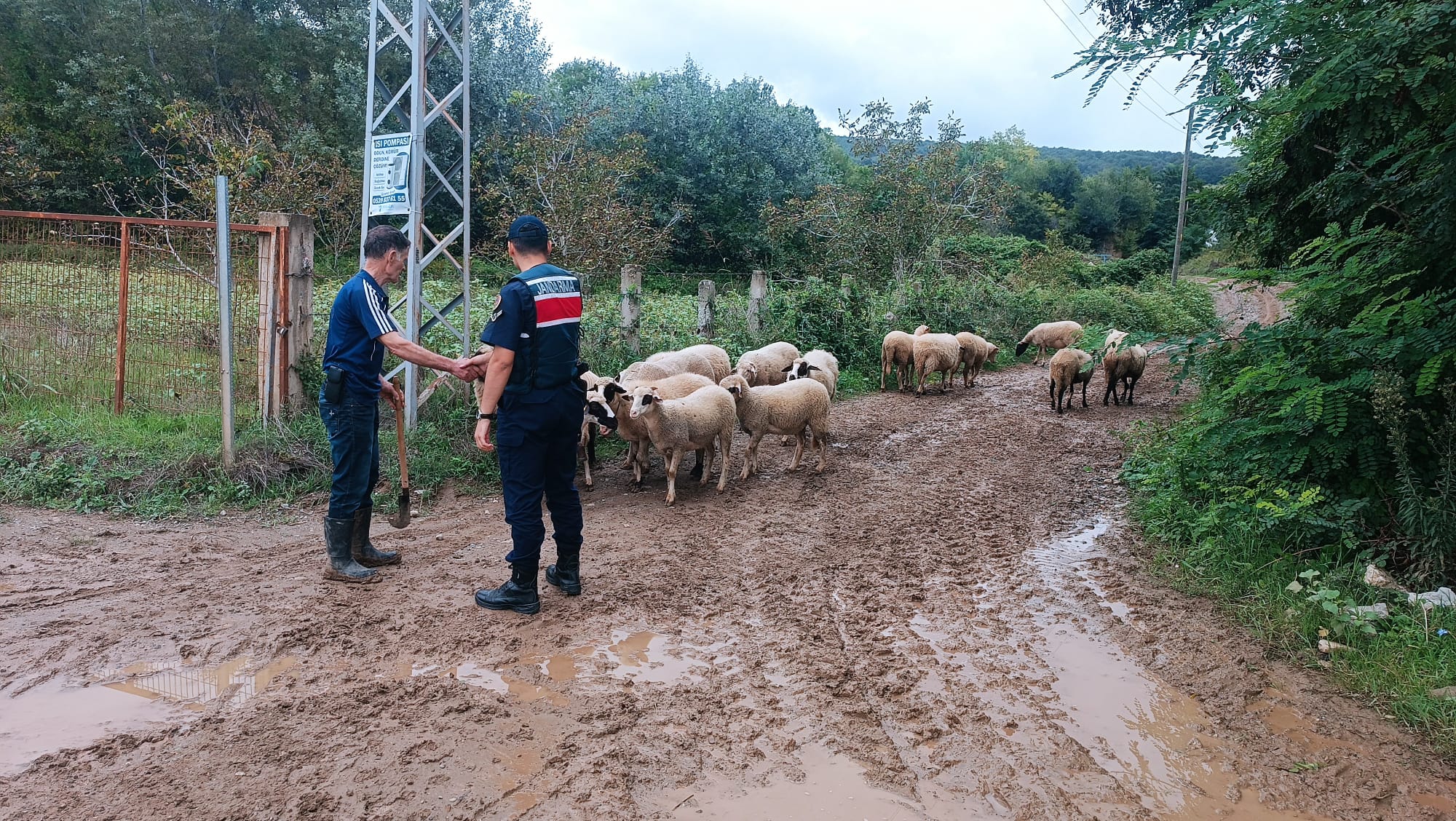 Samsun’da kaybolan 17 küçükbaş hayvanı jandarma buldu