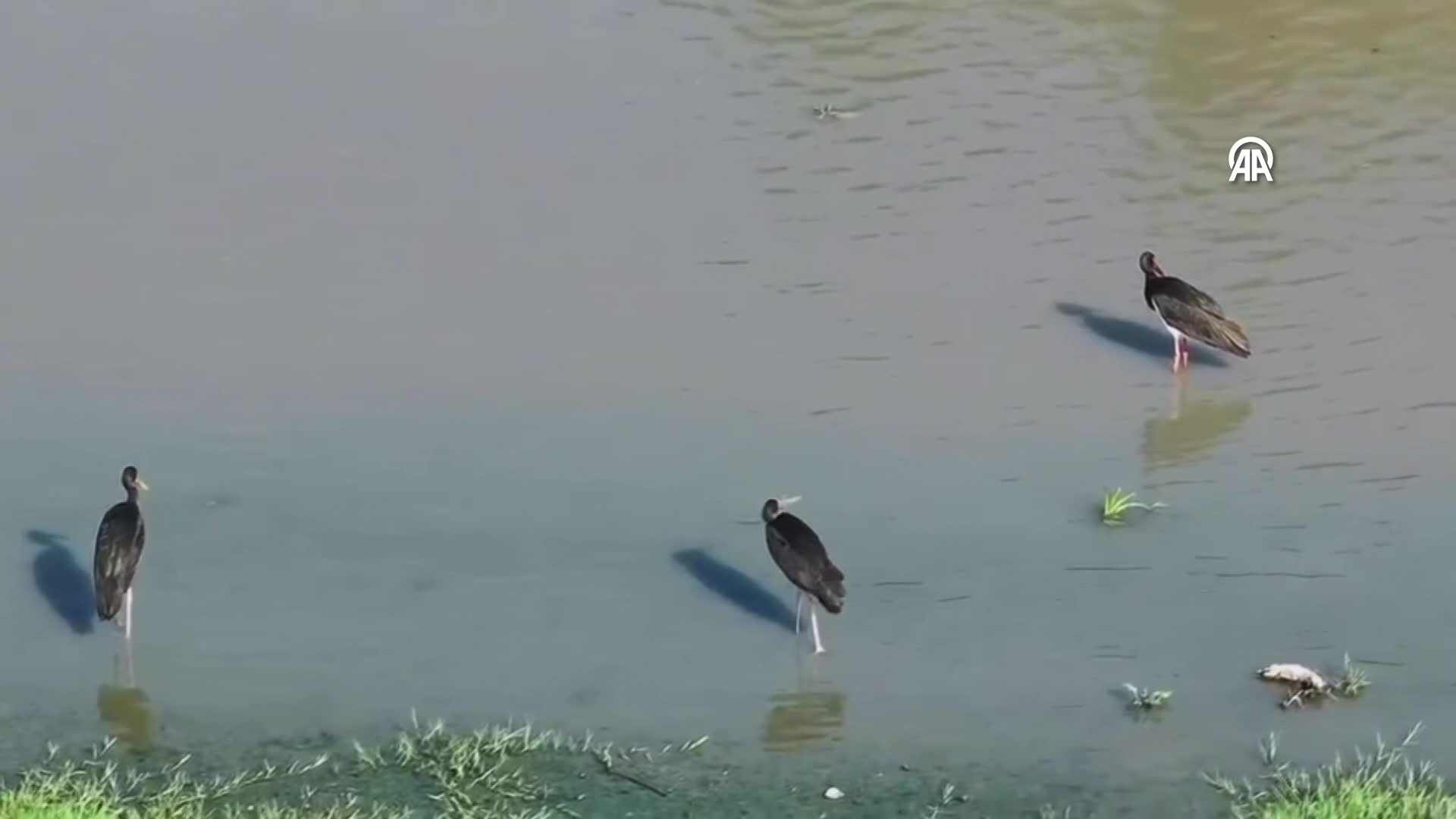 Türkiye’de nadir görülen kara leylekler Düzce’de görüntülendi