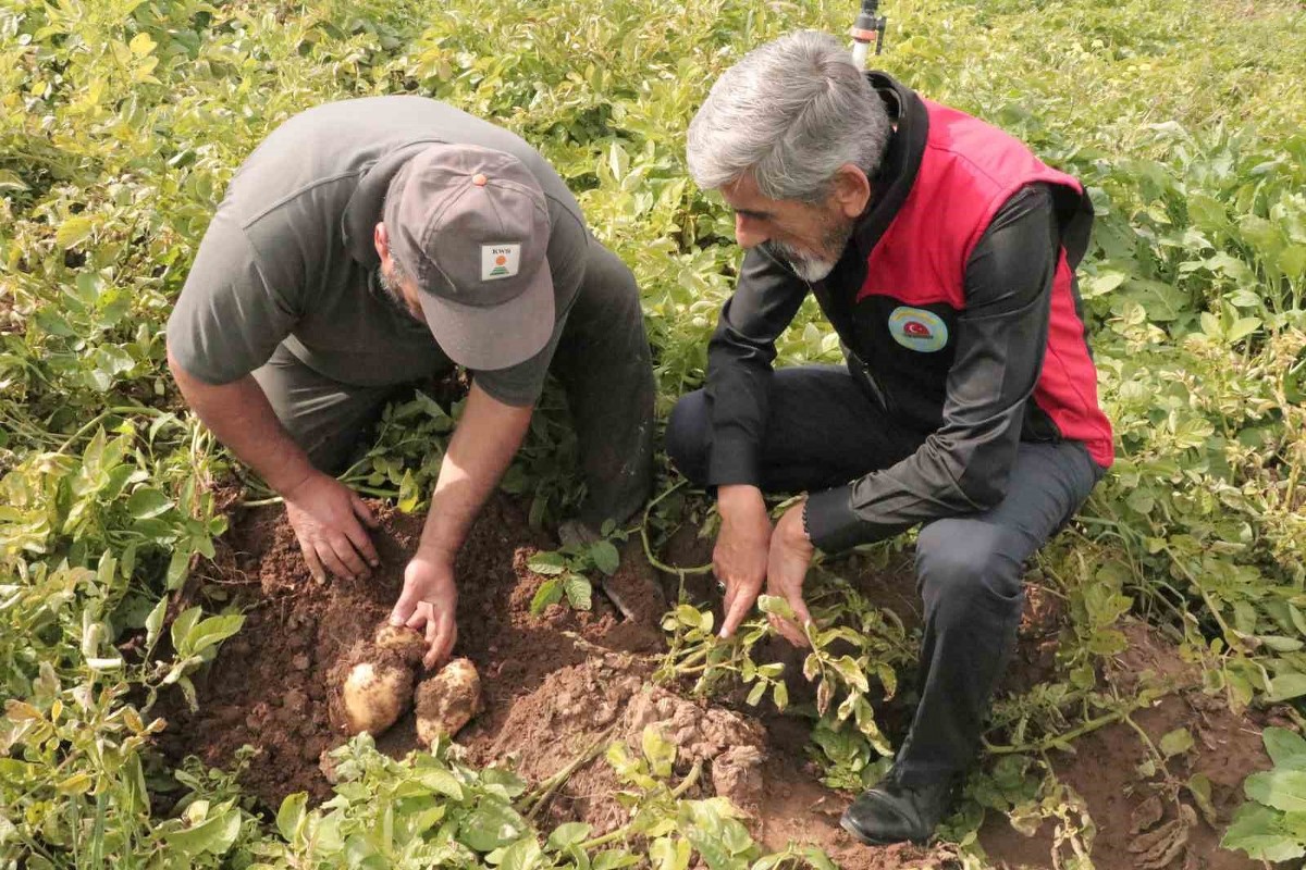 Türkiye’de patates sökümünün en son yapıldığı Sivas’ta söküm için gözler 29 Ekim’e çevrildi
