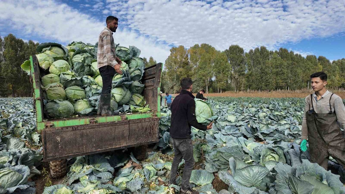 Erciş’te tescilli lahana hasadı başladı