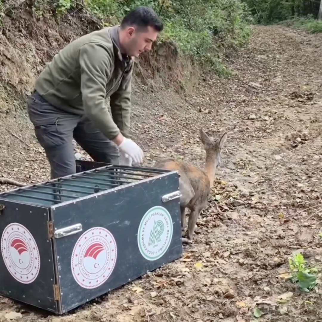 Bartın’da yaralı bulunan karaca tedavisinin ardından doğaya salındı