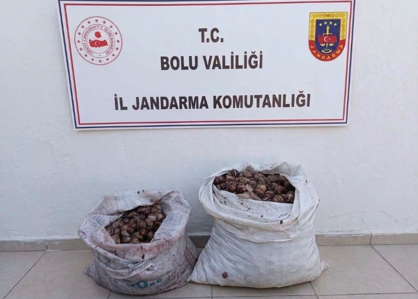 Bolu’da izinsiz salyangoz toplayan 2 kişiye idari işlem yapıldı
