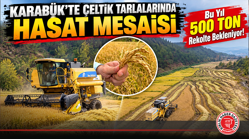Karabük’te Çeltik Tarlalarında Hasat Mesaisi: Bu Yıl 500 Ton Rekolte Bekleniyor!